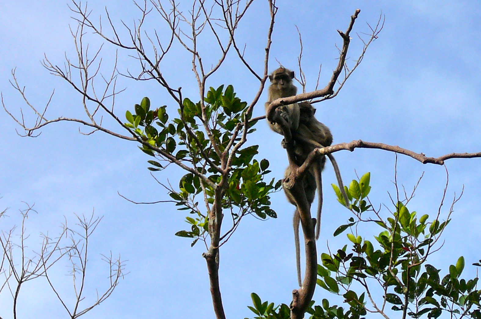 Macaque aper i Borneo. Bildet fra Rainforest Action Network.