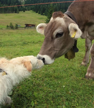 dog-cow2