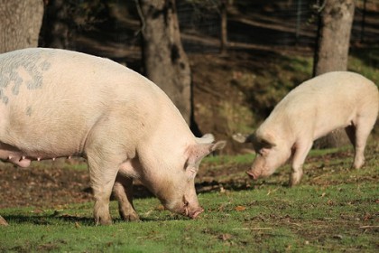 Norsk vegansamfunn jobber for at alle dyr skal slippe å bli avlet frem for utnyttelse og mat. Er for eksempel griser mat, eller lever de for sin egen del? Foto: http://farm3.staticflickr.com/2619/4035148780_278301c1d1.jpg