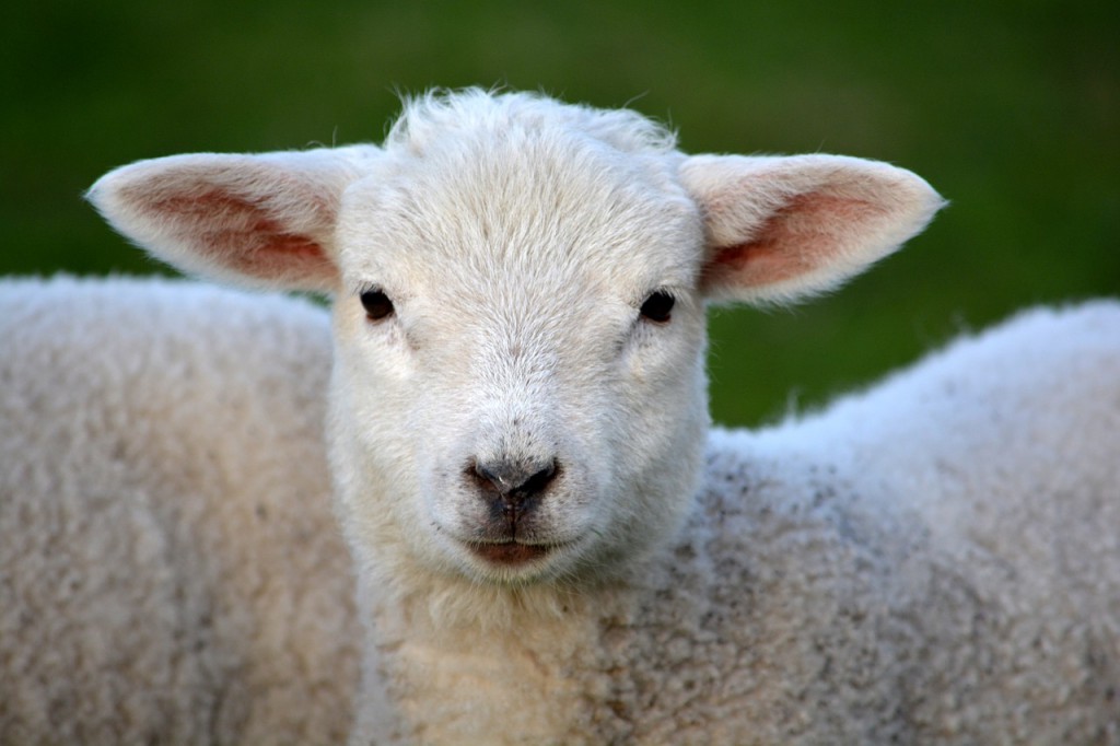 Fotografi (nærbilde) av et lam som ser inn i kameraet.