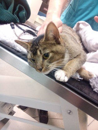 Fotografi av en katt som ligger på et undersøkelsesbord hos veterinæren. Katten ligger på siden og har utvidede pupiller, og ser skrått nedover. I bakgrunnen ser man armen til en veterinær og litt av ermet på den blå veterinærskjorta.