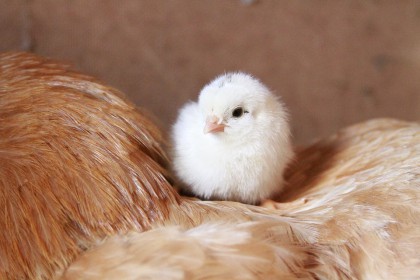 En liten kyllingbaby som sitter oppå ryggen til sin hønemor!