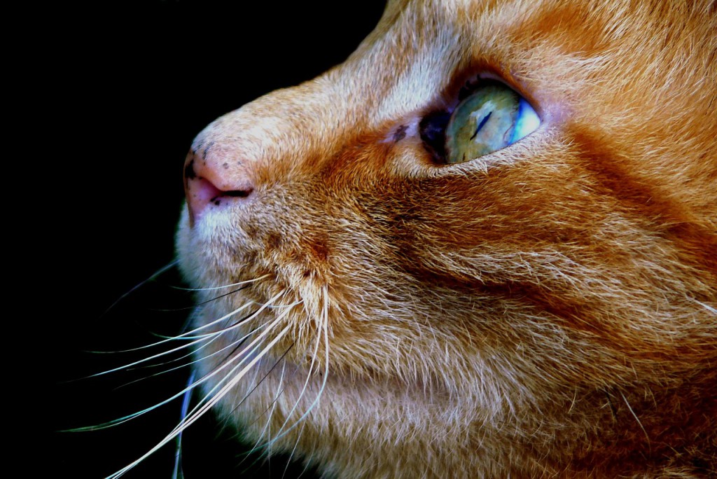 Katt. Foto.