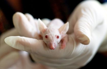 Foto av en hvit rotte. Nærbilde. Rotten blir holdt av noen hender med plasthansker.