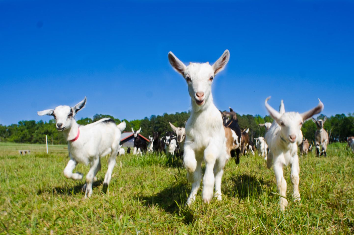 Norsk vegansamfunn har blitt et livssynsamfunn!