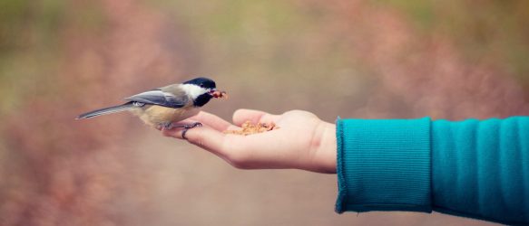 Bli medlem i livssynssamfunnet Norsk vegansamfunn